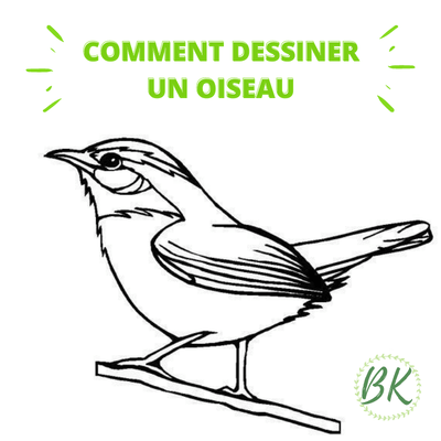 Comment dessiner un oiseau