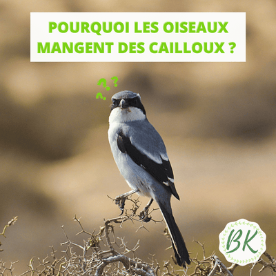 POURQUOI LES OISEAUX MANGENT DES CAILLOUX ?