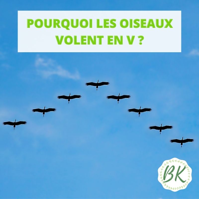 POURQUOI LES OISEAUX VOLENT EN V ?